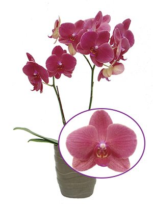 Фаленопсис гібридний Taida Passion Ruby (1 шт) - 1