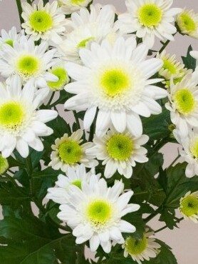 Хризантема зрізна Dalian White (3 шт)
