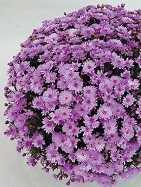 Хризантема мелкоцветковая низкорослая Branpride (9 шт)