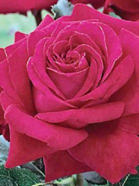 Троянда чайно-гібридна Dame de Coeur (1 шт)