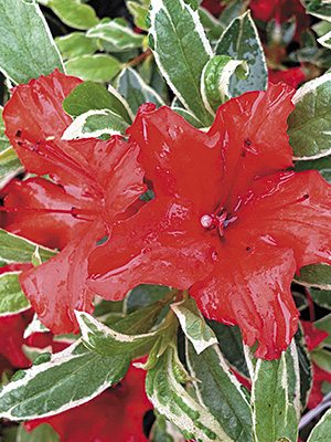 Рододендрон тупий Hot Shot Variegata (1 шт) - 1