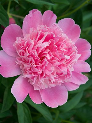 Пион молочноцветковый Edulis Superba (1 шт) - 1