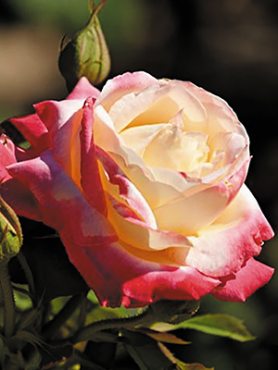 Троянда чайно-гібридна French Perfume (1 шт)