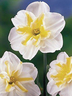Нарциси Розрізнокорончасті Lemon Beauty 10/12 (100 шт) - 1