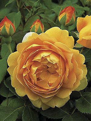 Троянда шраб Golden Celebration (1 шт) - 1