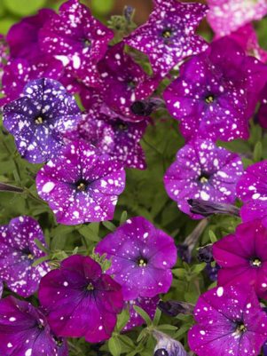 Петуния крупноцветковая Dot Star Dark Violet (6 шт)