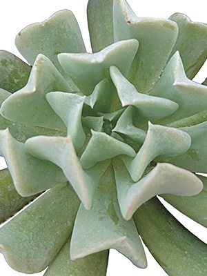 Эхеверия Руньона Topsy Turvy  , 1 шт
