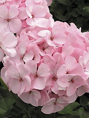 Пеларгония зональная Pink (6 шт)