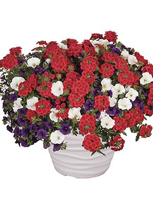 Набір рослин Confetti Garden Patriot