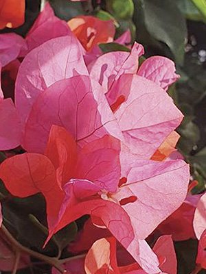 Бугенвілія Vera Pink (1 шт)