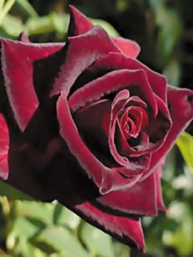 Роза почвопокровная Claret Pixie (1 шт)