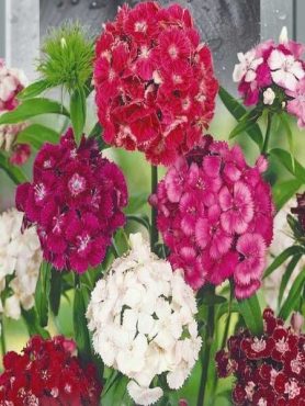 Гвоздика турецька, махрова суміш (0,20 г)