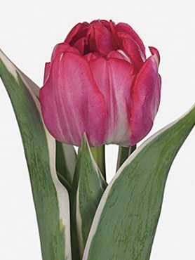 Махрові тюльпани пізні Beth Hart 1112 (3 шт)