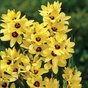 Иксия Yellow Emperor (10 шт)