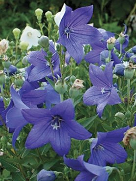 Ширококолокольчик крупноцветковый Florist (1шт)