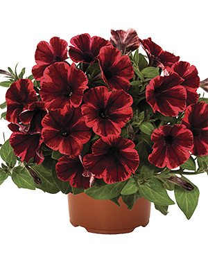 Петуния полуампельная Sweetunia Fiona Flash (3 шт) - 1