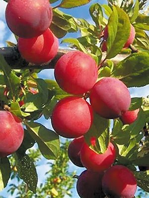 Алыча Рубиновая (1 шт) - 1