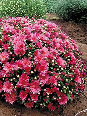 Хризантема дрібноквіткова низькоросла Bransky Plum (3 шт) - 1