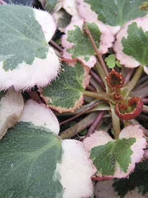 Камнеломка плетеносная Variegata (1 шт)