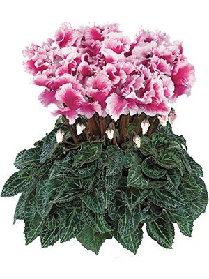 Цикламен крупноцветковый Halios Friola Magenta F1 (1 шт)