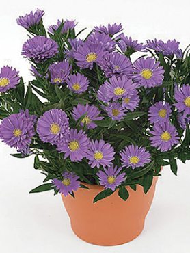 Айстра новобельгійська LTD Magic Lavender