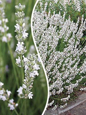 Лаванда вузьколиста Edelweiss (1 шт) - 1