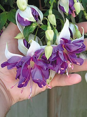 Фуксия гибридная Bella Blue Angel (Р12) (1 шт) - 1