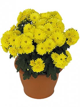 Хризантема мелкоцветковая низкорослая Paradiso Yellow (9 шт)