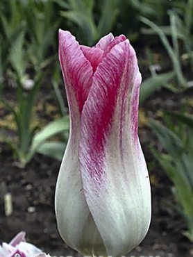 Тюльпаны Лилиецветные Holland Chic 12/+ (500 шт)