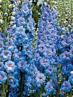 Дельфініум високий Новозеландські гібриди Blue Lace (5 шт) - 1