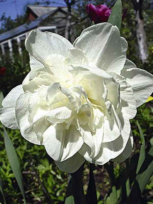 Нарциси Махрові Obdam 12/14 (20 шт) - 1