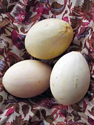 Тыква декоративная Nest Egg (20 шт)