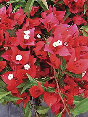 Бугенвілія Vera Red (1 шт)