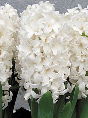 Гиацинт садовый Fairy White 15/16 (100 шт) - 1