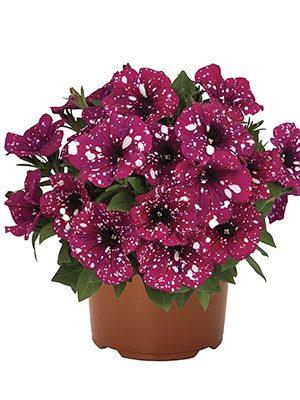 Петуния Surprise Sparkling Magenta (3 шт) - 1