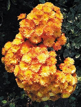 Хризантема мелкоцветковая низкорослая Branbeach Orange (3 шт)