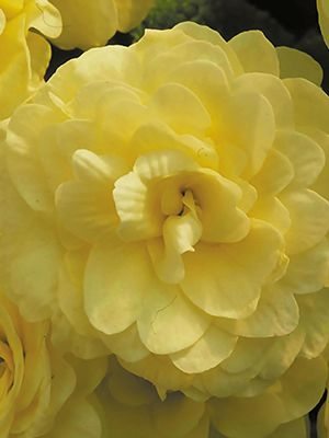 Примула обыкновенная Petticoat Yellow F1 (3 шт) - 1