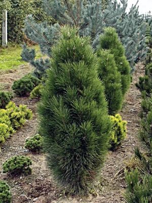 Сосна черная Pyramidalis (1 шт)