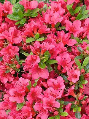 Рододендрон японський Geisha Rose (1 шт) - 1