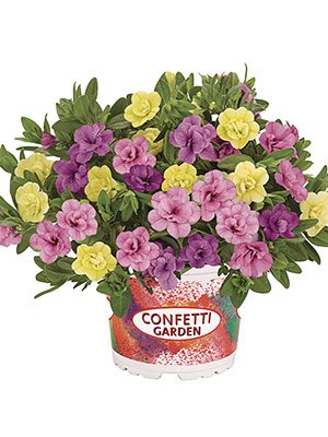 Набір рослин Confetti Garden MyBonnie 2021 - 1