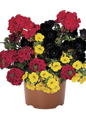 Набір рослин Confetti Garden EU Flags black red yellow Berlin