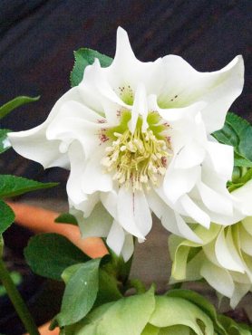 Чемерник східний махровий, білий (1 шт)