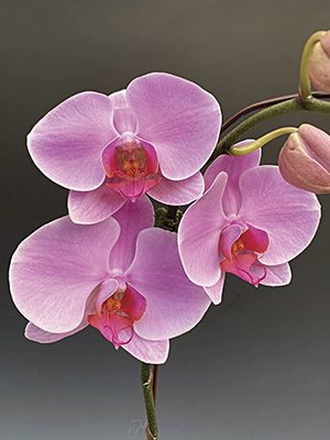 Фаленопсис гібридний Empress (1 шт)