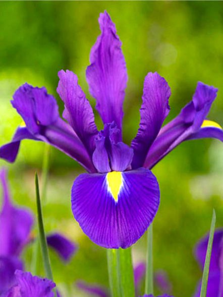 Ксифіум (голландські півники) Purple Sensation 8/+ (5 шт) - 1