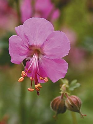 Герань кембриджская Berggarten (1 шт) - 1