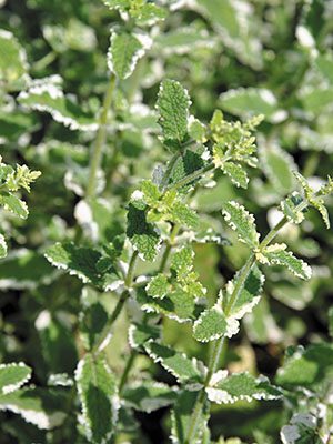 М'ята запашна Variegata (1 шт) - 1