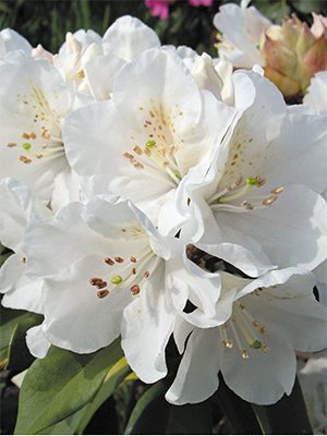 Рододендрон тупий Mary Helen (1 шт) - 1