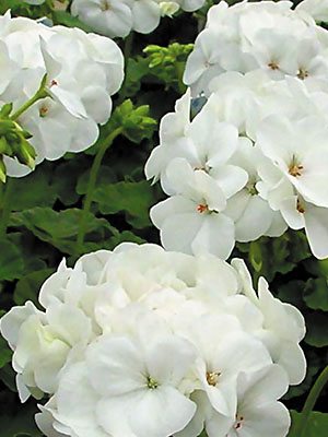 Пеларгония зональная White (6 шт)