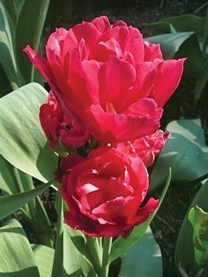 Тюльпани Багатоквіткові Bearing Point 1112 (3 шт) - 1
