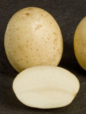 Картопля Саванна (1 кг)